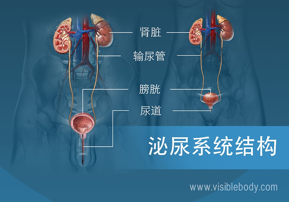 男女泌尿系统对比